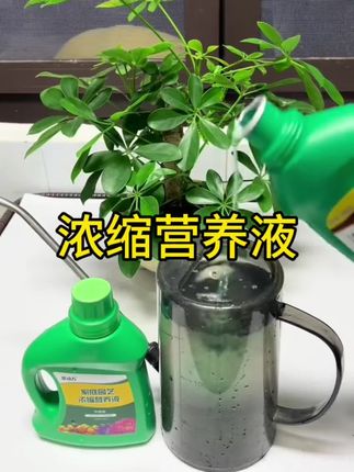 厂家搞活动啦个位数到手几大瓶的#养花万能营养液,家里的花儿用上它,枯萎的花枝变粗壮,花开满爆盆,养花家庭常备#种植小技巧小妙招 #养花小妙招分享 #爱生活爱养花 #超便宜超划算