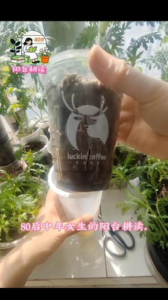 八零后女生阳台种菜读书,今天分享: 阳台奶茶杯种茼蒿。#阳台种植 #种植记录 #种植小技巧
