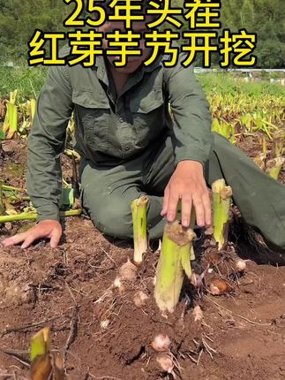 今年的红芽芋艿开始挖了,老顾客们可以动手了#红芽芋艿 #芋头 #芋艿 #芋子