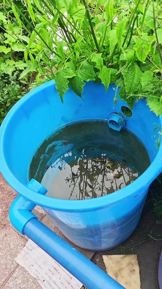 除藻工具螺,清除壁藻全靠石螺,干活很勤奋#除藻螺 #生态缸 #户外鱼池