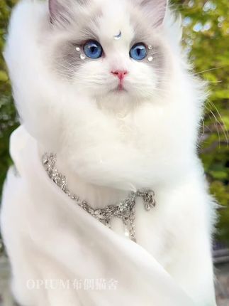 OPIUM布偶猫舍的日常