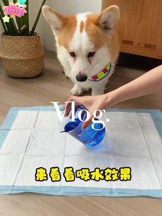 #宠物吸尿纸 #宠物隔尿垫 #透气防水垫