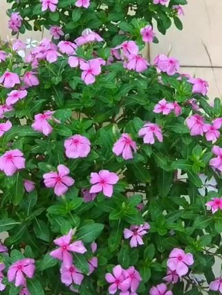 【金达莱色】木本植物长春花天天开金达莱耐热庭院好养活#长春花苗