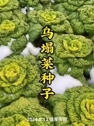 #乌塌菜种子 #蔬菜种植 #三农种植 #蔬菜 #有机蔬菜