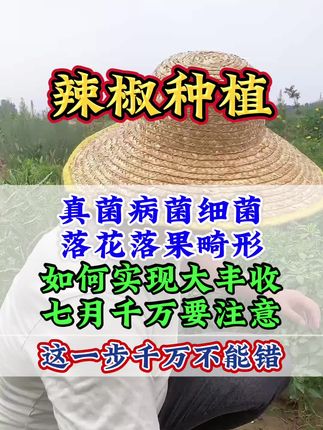 辣椒#农业种植 #辣椒 #辣椒种植 #辣椒种植技术 #种植小技巧