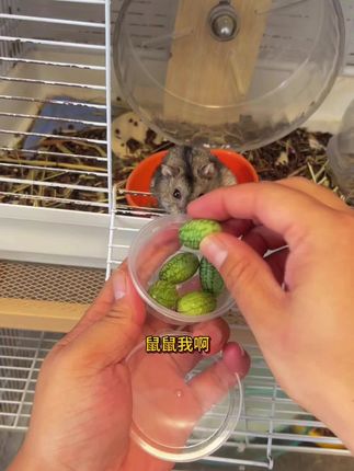 鼠鼠也有属于自己的小西瓜了#养鼠日常分享 #仓鼠零食