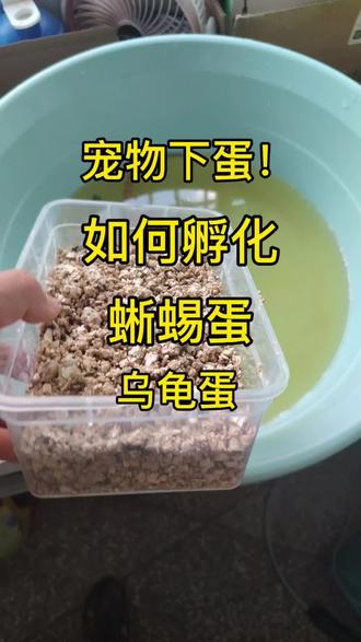 如何孵化爬宠蜥蜴下的蛋!看这一篇教程就够了!
第一:首先准备一个产房,产房的深度呢,大概铺10cm厚的沙子,沙子必须是湿润潮湿的,这个是重点!
第二:捡蛋的时候,蛋哪面朝上,捡出来的时候就哪一面朝上,不要转动蛋的方向!把蛋捡出来以后呢,用纸巾轻轻的把蛋上面的沙土擦干净,注意不要碰到水。如果蛋上的杂质比较多,可以用纸巾轻轻的沾水以后纸巾必须扭干,用稍微湿润的纸巾轻轻擦去蛋表上的杂质
第三:把蛋放在孵化容器里面,以后容器需要打2-4个小孔,其余的地方封死
第四:孵化温度大部分蜥蜴的孵化温度为28度就可以,放入孵化箱正常孵化就行
第四:人渣盒孵化介质为蛭石和珍珠岩,适度把握在;捏起能成团,成团捏不出水就行
第五;每周检查,轻轻打开孵化箱的门,看一下孵化容器的器壁上是否有水珠,如果有水珠证明湿度够,如果水珠消失,请重新拿出来检查湿度,适度不足往里面加水 !加水的时候注意别让蛋碰到水,或者可以把蛋转移到新的湿度合适的孵化盒中,过程手轻!请勿转动蛋,需轻拿轻放!
第六:大概孵化60天以后,有的蜥蜴就会出壳了,有的需要孵化到90天!出壳前会突然湿度的变高,比如孵化箱玻璃壁上出现大量水雾水珠,需观察是否出壳
第七;孵化期间湿度经验!孵化前期七天内湿度不要太大,容易发霉。孵化后期快出壳的十天左右,湿度需偏低一点点!不能高也不能太低!必须适中才能保证最高出壳率!
#爬宠 #爬宠日常 #鬃狮蜥 #蜥蜴 #守宫