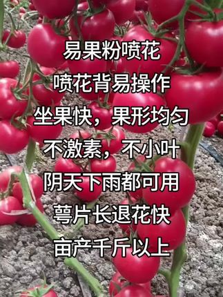 易果粉喷花 喷花背易操作 坐果快,果形均匀 不激素,不小叶 阴天下雨都可用 萼片长退花快 亩产千斤以上