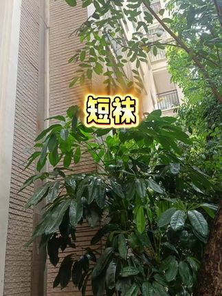 #袜子穿搭 #短袜船袜 #袜子