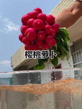 樱桃萝卜一年四季都能种没有时间限制,凉拌一盘樱桃萝卜真是很开胃,现在就能种,种子给你准备好了#萝卜#樱桃萝卜 #阳台种植蔬菜 #家庭种植