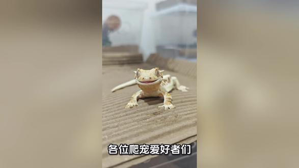 #睫角守宫 #异宠 #爬宠爱好者 #睫角交流 睫角守宫吃什么?怎么调配