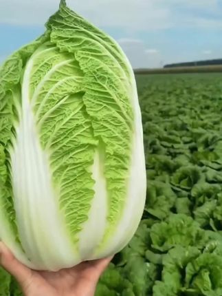今年一定要种点这个无数人回购的冬储18斤大白菜,生吃腌酸菜涮火锅简直太好吃了。 #大白菜 #种白菜 #冬储大白菜 #大白菜种子
