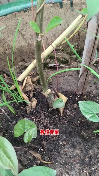 #百香果 百香果种植,嫁接与不嫁接的区别。