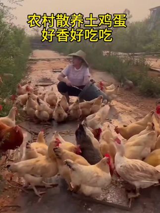 天气不错,全妈捡了好多果园散养土鸡蛋,蛋香味浓郁,满满的蛋白质 多吃鸡蛋身体棒棒#散养土鸡蛋 #土鸡蛋 #鸡蛋 #我的乡村生活 #农产品