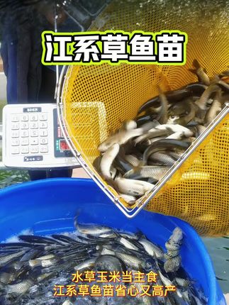 长江草鱼苗好养耐活,养殖成本低,长得快,病害少 #鱼苗 #草鱼 #四大家鱼养殖 #水产养殖 #水产人