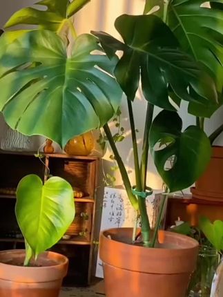 八合一热植土龟背竹蔓绿绒海芋花烛配土#八合一营养土#热植营养土#绿植营养土#植物营养土#营养土推荐