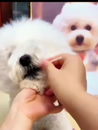 养宠家庭,狂犬病一定要重视,因为狂犬病发病死亡率接近百分之百。#宠物用品 #好物分享 #萌宠好物 #科学养宠 #新手养狗