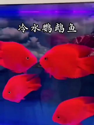 冷水鹦鹉鱼不用恒温!新手养鱼天花板来了」冷水鹦鹉鱼,红得像小太阳,20-30℃水温随便活,不挑设备不费神,鱼缸里一放,瞬间点亮整个家,新手也能养出满满一缸“开门红”!#观赏鱼 #冷水鱼 #鹦鹉鱼 #养鱼养心 #水族