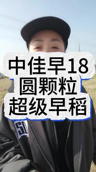 早稻新选择!中佳早18圆颗粒超级早稻,种出优质米粉稻 #三农 #三农产品 #农业种植 #水稻种植