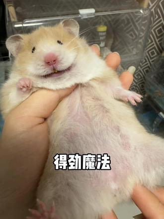 得劲魔法🔮 #仓鼠#金丝熊#鼠鼠我呀#一根鼠条#仓鼠宝宝的日常