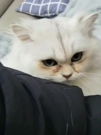 #家有萌宠 #可爱小猫咪