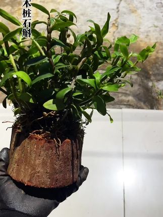 木桩石斛