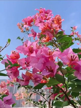 夸孩子也是一门学问要用对方式,不然只能适得其反。#亲子教育 #育儿 #家庭教育 #父母课堂 #干货分享