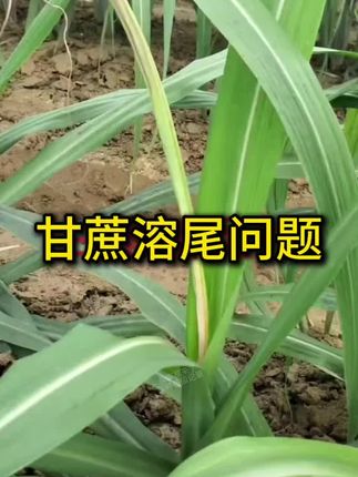 叶心腐烂以后,它就没办法向上长了,主要就是这个原因#甘蔗种植 #甘蔗病虫害防治 #三农 #传播农业小知识 #甘蔗管理