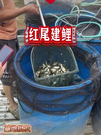 鲤鱼也叫田鱼,长得快,适应能力强,稻田都能养,一年3-4斤 #鲤鱼 #四大家鱼养殖 #水产养殖 #农村