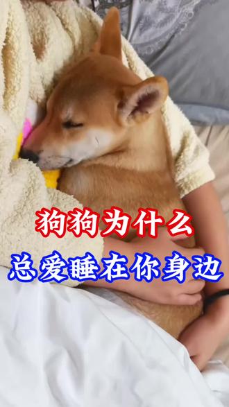 狗狗为什么总爱睡在你身边#养狗经验#狗狗#养狗妙招#养狗攻略