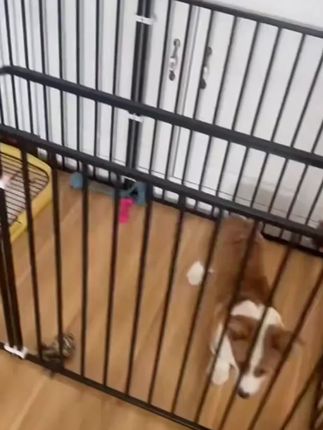 宠物围栏 狗围栏#狗围栏 #狗狗围栏 #宠物围栏 #狗笼 #狗窝