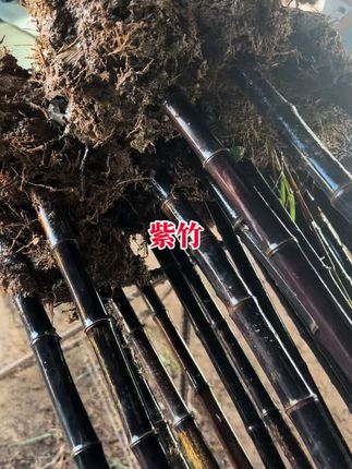 紫气东来紫竹庭院户外栽培景观竹四季竹#紫竹 #竹苗 #盆栽地栽 #庭院绿化 #别墅庭院植物
