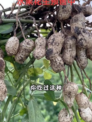 你吃过像吃苹果一样的花生么?我们的水果甜花生已开始预售啦???#水果花生 #花生 #农家自种花生 #自家种植