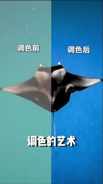 当我把水下画面调成很自然的不自然... 讲一下我的运动相机拍的素材调色逻辑
#水下调色 #水下拍摄 #运动相机 #Acepro2
1. 先定白平衡
用色温 + 色调把主体颜色校准,让主体和背景自然分开。
通常会形成互补色,画面层次立刻就出来了。
白平衡搞定,画面才算 “立住” 了。
2. 套基础 LUT
我常用自己的 水下 系列里的 Solstice LUT,先把整体色彩统一、提亮、突出水下你想要的氛围。
3.分离主体,当然限定器就可以分离主体,结合蒙版选区就可以把细节做好。(新手可以不需要做这一步,我说过分层就是后期能力的进阶)
4. 曲线做最终质感
这是最关键的一步 ——用曲线拉对比、塑光影。
对比一调整,画面的质感、风格、情绪就全出来了。