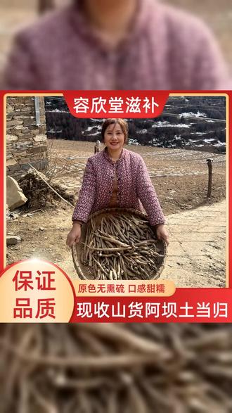 阿坝高山土当归现收,藏当归甜当归整根独角品质佳。来自高海拔的馈赠,营养丰富,炖汤炒菜都美味。 #农产品 #土当归 #藏当归 #阿坝山货 #煲汤