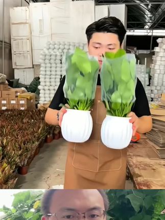 #金钻。 吸毒王吸收家里的有害物质,还好养#花卉绿植 #盆栽