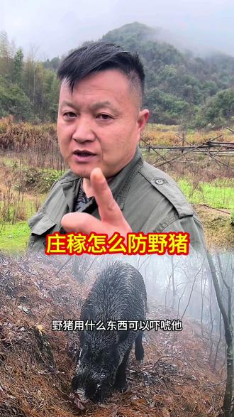 话说的这里越大的野猪越不怕,因为他非常的精,非常的懂,平常老黑跟你们说大爷猪会很怕遇到你们下野做的时候正好相反#野猪#户外#科普冷知识 #黄鼠狼