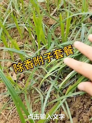 除香附子(又叫回头青)套餐。#香附子除草剂 #超便宜超划算 #抖音助农 #三农