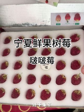 不允许你们还没吃过这么好吃的树莓; 宁夏原产地直发,冷链运输,新鲜发货; 坏果包赔,酸甜可口,还送一小罐啵啵蜜; 这个夏天一起来吃吃吧~#强烈推荐 #应季水果 #树莓 #水果 #很好吃 @DOU+上热门