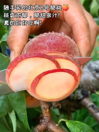 这个北京8号脆甜水蜜桃🍑!桃香浓郁,皮薄肉厚,甜蜜多汁,脱骨离核,软糯香甜,口口爆汁,真的巨巨好吃😋!爱桃🍑党一起来尝尝吧🤗#水蜜桃 #新鲜应季水果 #优质农产品 #大人小孩都爱吃 #水果
