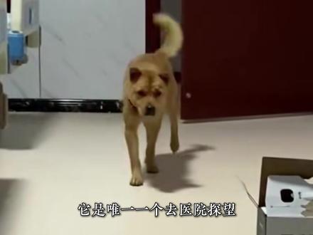 主人住院两天未归,家里的中华田园犬竟独自踏上寻主之路,老祖宗严选就是忠诚。#爱狗人士 #猫狗 #小狗狗能有什么坏心思 #忠诚狗狗 #爱宠