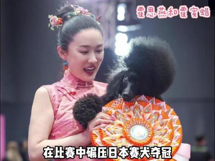 #霍思燕牵引贵宾犬蜜蜡,碾压日本赛犬夺冠
公主杯赛事全程高强度对决