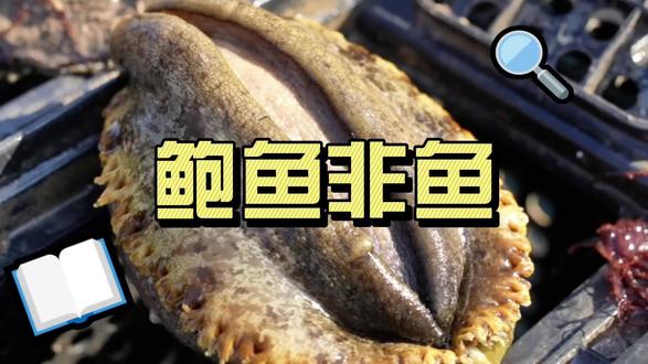 鲍鱼非鱼 安知鱼之乐? #鲍鱼 #快来一起尝个鲜 #海鲜 #科普