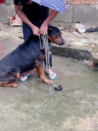 304不锈钢狗链子大型犬中型犬小型犬铁链项圈狗绳防咬全套栓狗链#日常生活 #养狗人 #忠诚狗狗 #家有宠物 #萌宠推荐官
