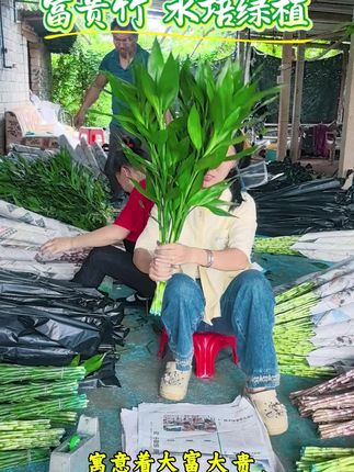 富贵竹,好看又好养!新店福利,快来看看!#富贵竹 #水培植物 #绿植 #自家种植 #观音竹