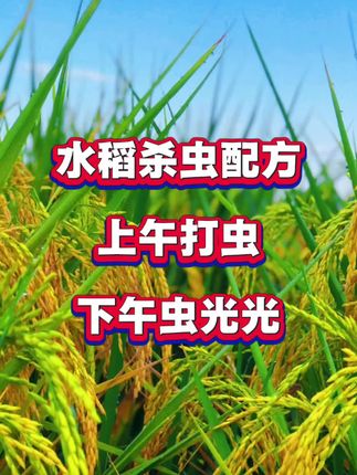 #水稻#水稻种植 #水稻虫害防治#病虫害