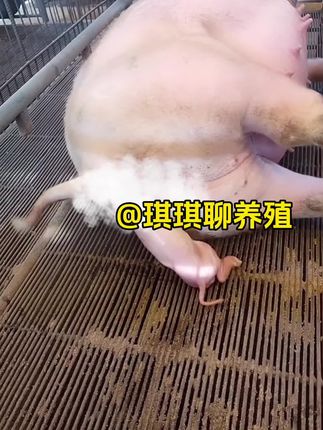 #新手养猪#养猪人 #养猪人加油干 #养猪