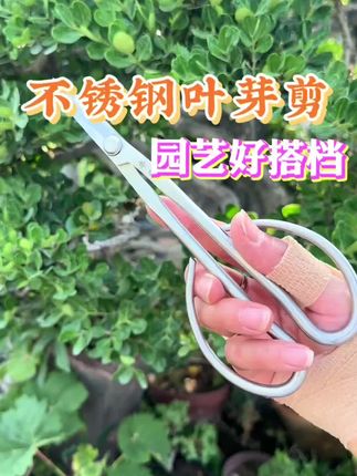 让修剪成为一种乐趣,让每一位花友都有一把好用的叶芽剪,不锈钢手工缎打材质,锋利耐用不变形#盆景工具 #叶芽剪 #修枝剪