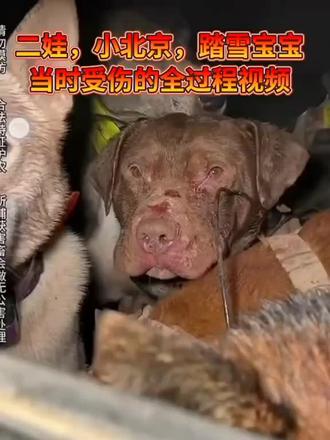 越看越上头啊,#动物也有爱万物皆有情 #西北刀客