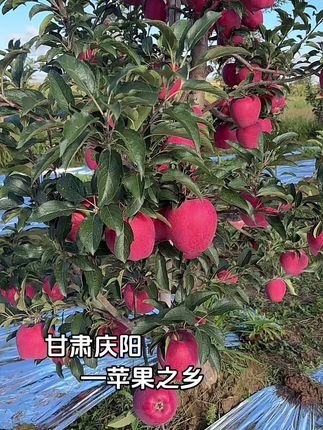如果你想家了,就回来看看,农村没有城市的繁华,却有熟悉的味道和童年所有的回忆#我的乡村生活